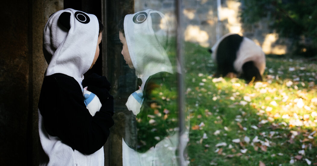 As Pandas Leave National Zoo, Is Panda Diplomacy Over?