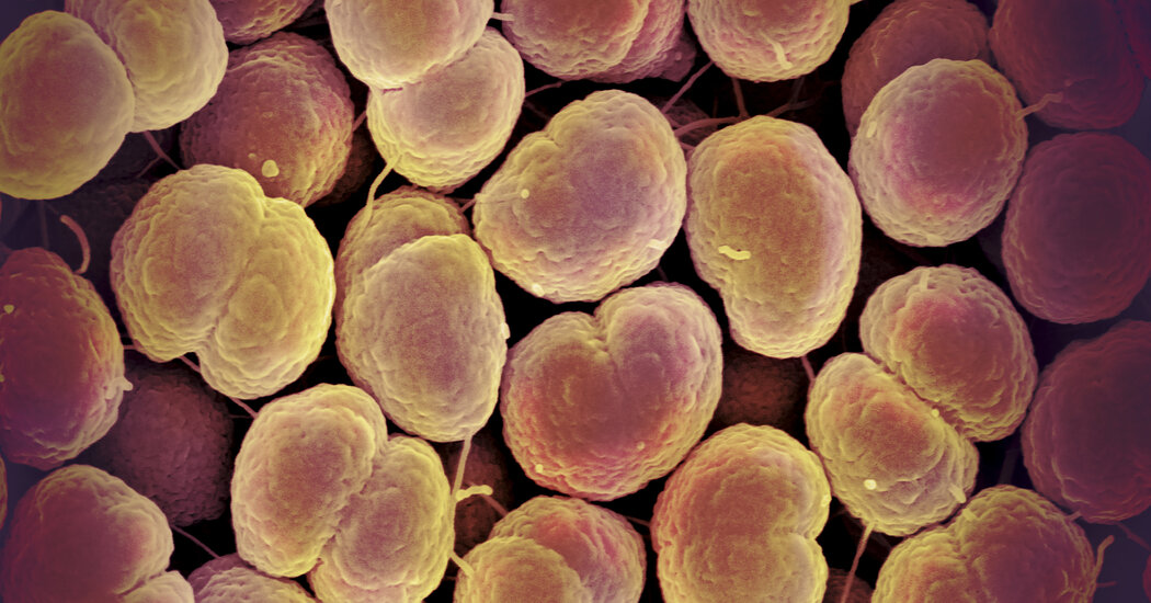Gonorrhea Is Becoming Drug Resistant. Scientists Just Found a Solution.