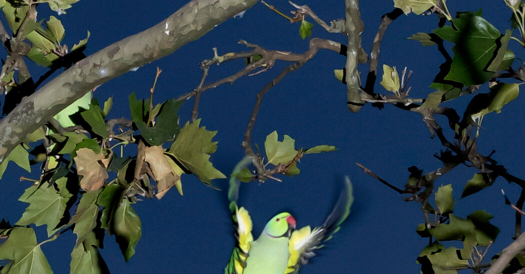 How Tropical Parakeets Took Over Brussels