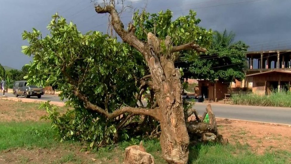 Ghana outrage after 300-year-old tree felled