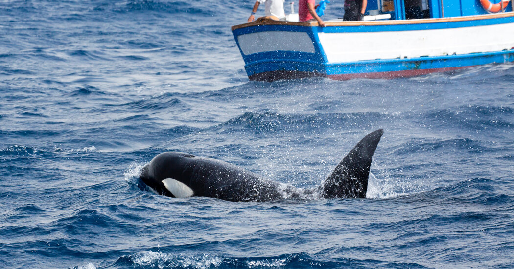 Orcas Keep Sinking Boats Off Iberia, Unnerving Sailors