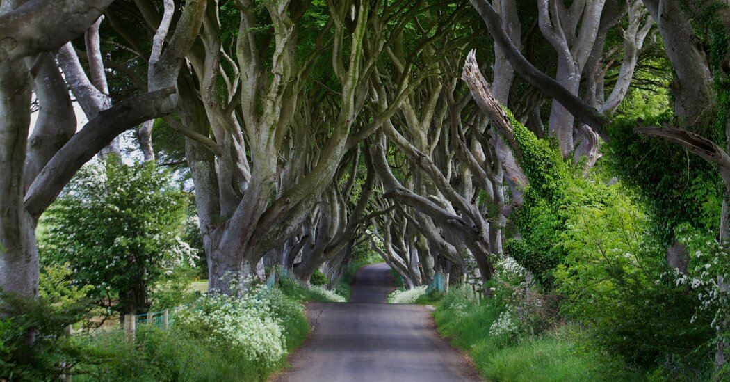 Dark Hedges: 6 ‘Game of Thrones’ Trees Will Be Cut Down