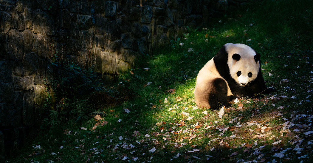 Panda Diplomacy Might Not Be Dead Just Yet