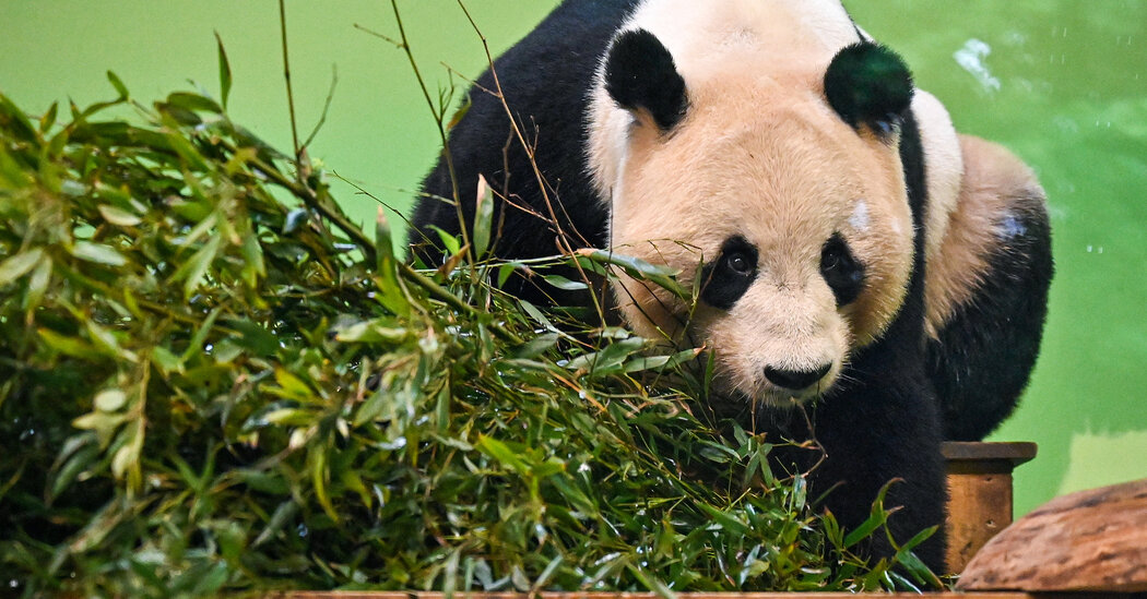 Britain Says Bye-Bye to Its Only Pandas as They’ll Soon Depart for China