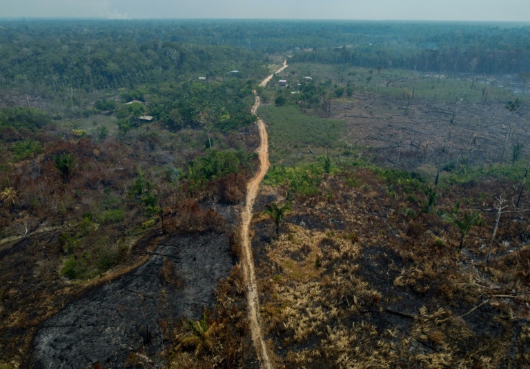 Burnt trees are seen after illegal fires were lit by farmers in Manaquiri, Brazil
