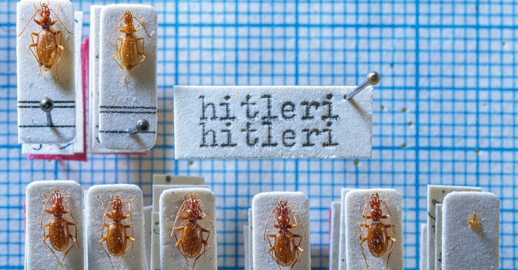 What to Do With a Bug Named Hitler?