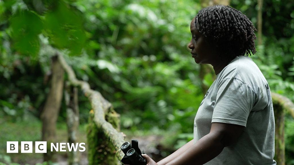 Climate change: Saving Uganda's mountain gorillas