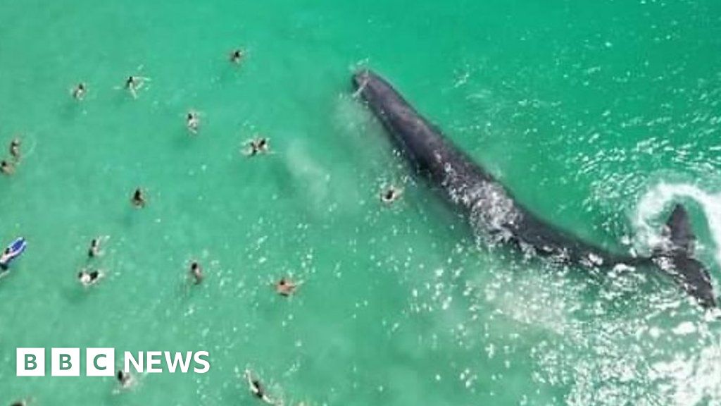 Australian swimmers approach whale 'dangerously close' to shore