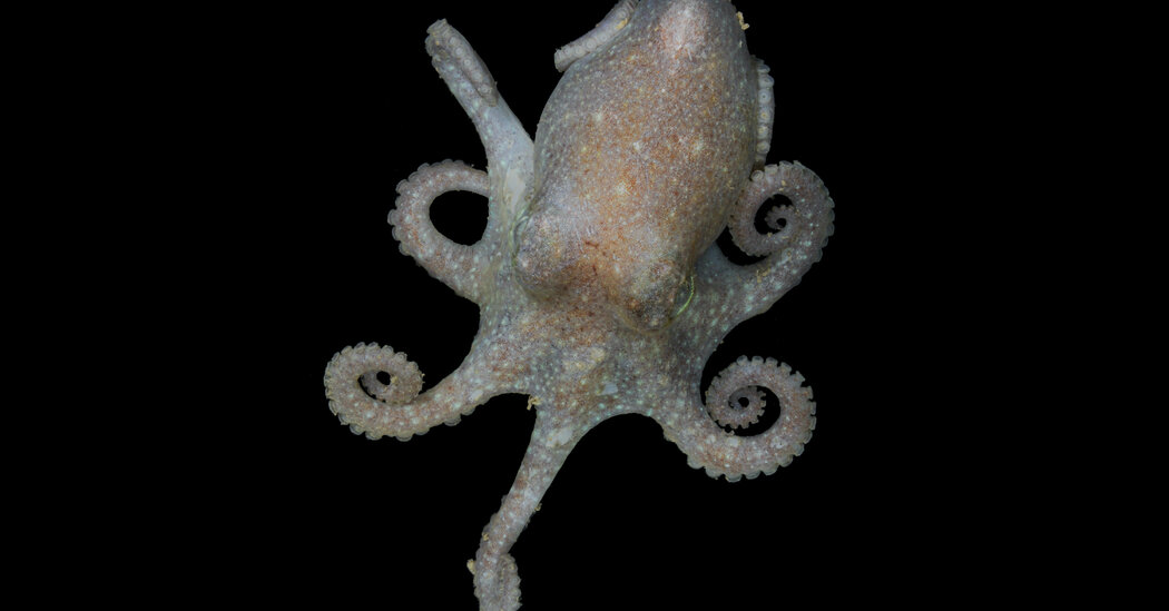 This Antarctic Octopus Has a Warning About Rising Sea Levels